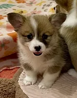 Ellie, a female Pembroke Welsh Corgi for sale in Lacey, WA – 1 of 5