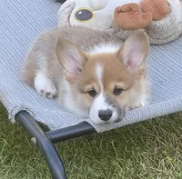 Gunner, a male Pembroke Welsh Corgi for sale in Lacey, WA – 3 of 9