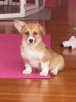 Lacey, a female Pembroke Welsh Corgi for sale in Lacey, WA – 2 of 8
