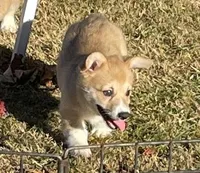 Chloe, a female Pembroke Welsh Corgi for sale in Lacey, WA – 4 of 8