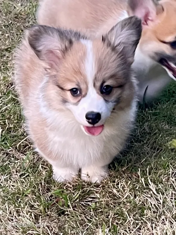 Zoey- FLUFFY – Pembroke Welsh Corgi puppy for sale in Lacey, WA