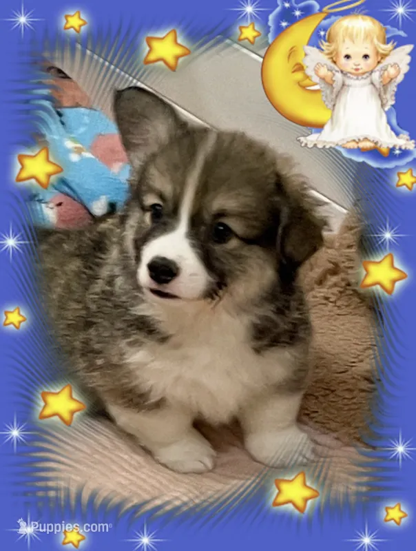 Odie – Pembroke Welsh Corgi puppy for sale in Lacey, WA
