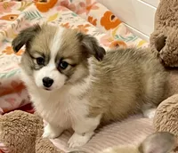 Zoey- FLUFFY, a female Pembroke Welsh Corgi for sale in Lacey, WA – 5 of 6