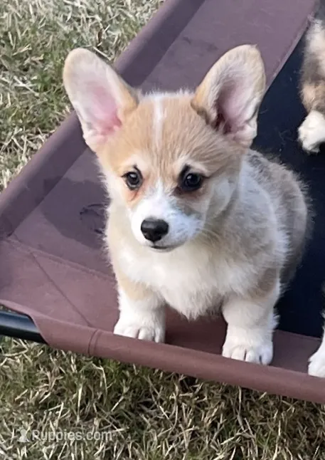 Avery – Pembroke Welsh Corgi puppy for sale in Lacey, WA
