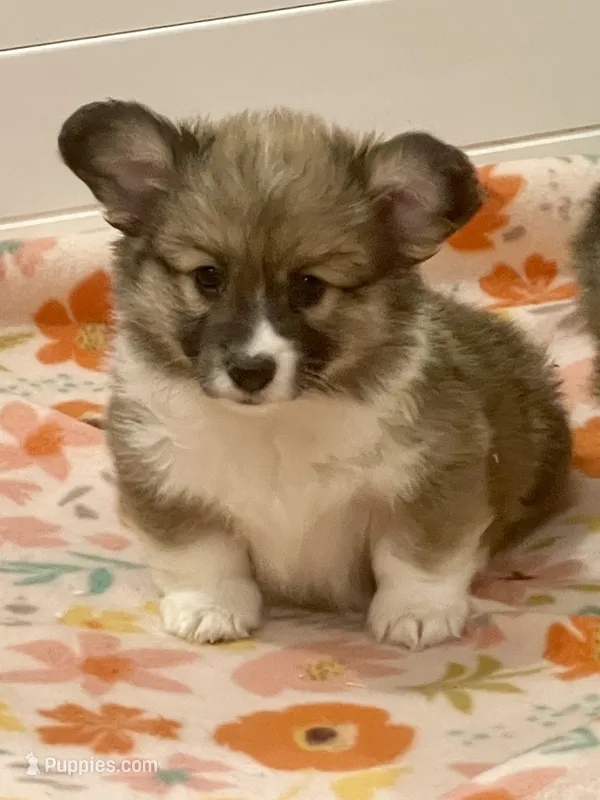 Sadie- FLUFFY – Pembroke Welsh Corgi puppy for sale in Lacey, WA