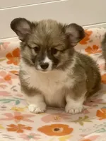 Sadie- FLUFFY, a female Pembroke Welsh Corgi for sale in Lacey, WA – 1 of 4