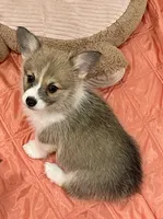 Gracie, a female Pembroke Welsh Corgi for sale in Lacey, WA – 2 of 6