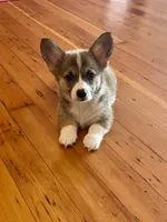 Luna, a female Pembroke Welsh Corgi for sale in Lacey, WA – 3 of 10