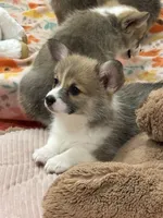 Gracie, a female Pembroke Welsh Corgi for sale in Lacey, WA – 3 of 6
