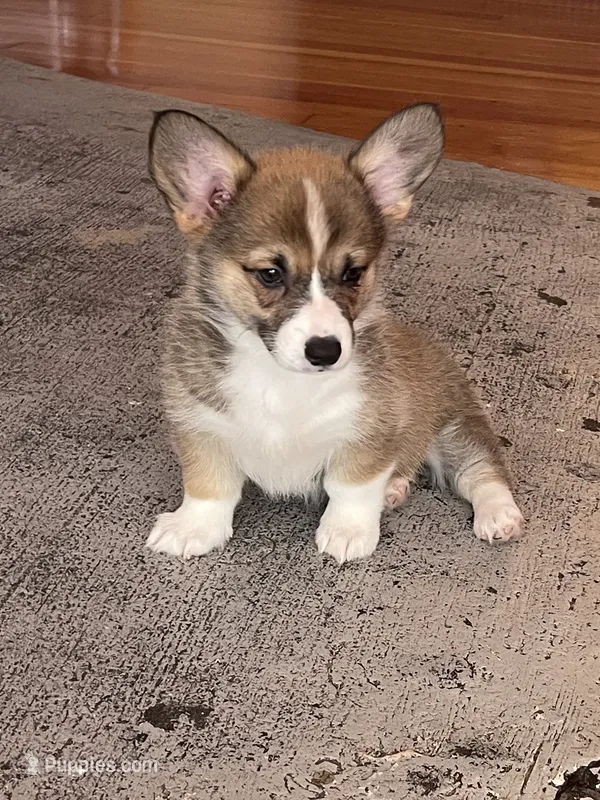 Nova – Pembroke Welsh Corgi puppy for sale in Lacey, WA