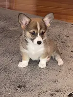 Luna, a female Pembroke Welsh Corgi for sale in Lacey, WA – 2 of 10