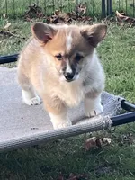 Peaches, a male Pembroke Welsh Corgi for sale in Lacey, WA – 6 of 8