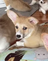 Chloe, a female Pembroke Welsh Corgi for sale in Lacey, WA – 3 of 8