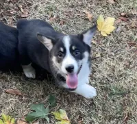 Noodles, a male Pembroke Welsh Corgi for sale in Lacey, WA – 3 of 5