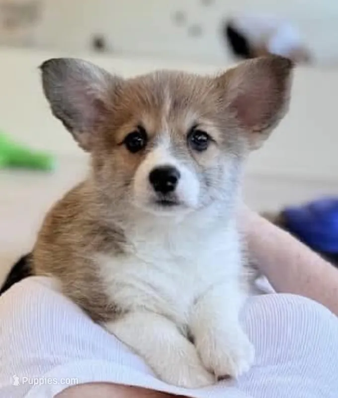 Gracie – Pembroke Welsh Corgi puppy on hold in Lacey, WA