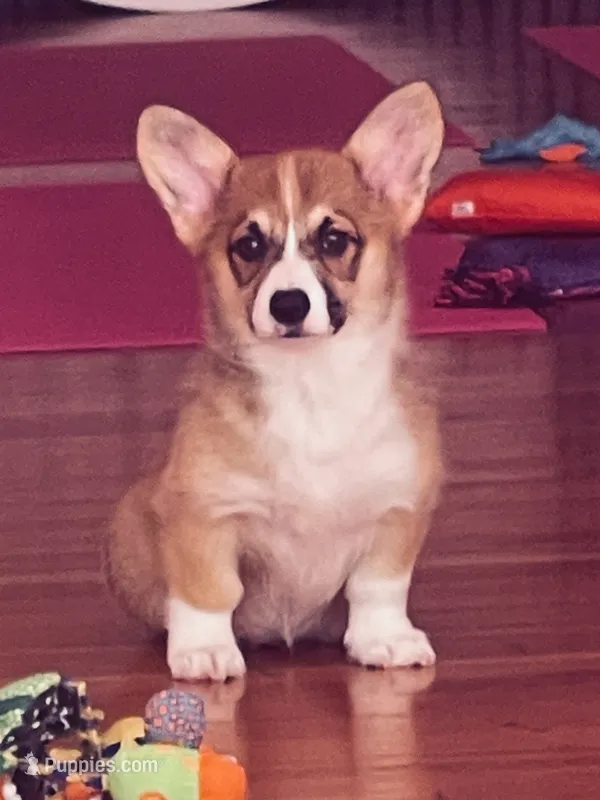 Nova – Pembroke Welsh Corgi puppy for sale in Lacey, WA