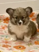 Sadie- FLUFFY, a female Pembroke Welsh Corgi for sale in Lacey, WA – 4 of 4