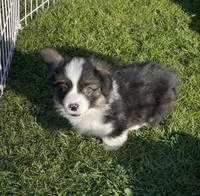 Gizmo, a male Pembroke Welsh Corgi for sale in Lacey, WA – 4 of 5