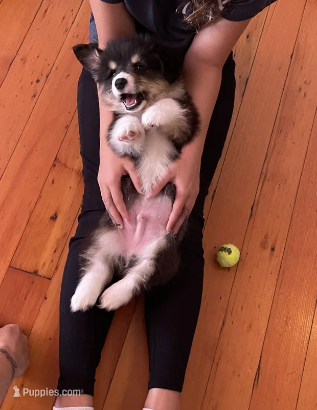 Bernard- FLUFFY – Pembroke Welsh Corgi puppy for sale in Lacey, WA