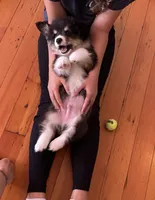 Bernard- FLUFFY, a male Pembroke Welsh Corgi for sale in Lacey, WA – 2 of 7