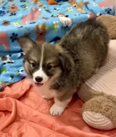 Odie, a male Pembroke Welsh Corgi for sale in Lacey, WA – 3 of 3