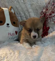 Twix, a female Pembroke Welsh Corgi for sale in Lacey, WA – Photo 7 of 8