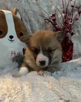 Twix, a female Pembroke Welsh Corgi for sale in Lacey, WA – Photo 8 of 8