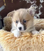 Twix, a female Pembroke Welsh Corgi for sale in Lacey, WA – Photo 3 of 8