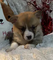 Twix, a female Pembroke Welsh Corgi for sale in Lacey, WA – Photo 5 of 8