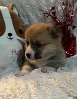 Twix, a female Pembroke Welsh Corgi for sale in Lacey, WA – Photo 6 of 8