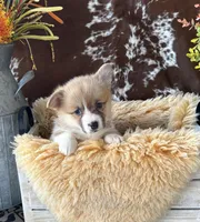 Twix, a female Pembroke Welsh Corgi for sale in Lacey, WA – Photo 4 of 8