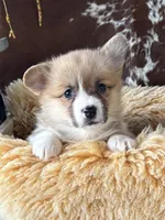 Twix, a female Pembroke Welsh Corgi for sale in Lacey, WA – Photo 2 of 8