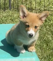 Luna, a female Pembroke Welsh Corgi for sale in Lacey, WA – 6 of 9