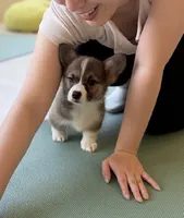 Luna, a female Pembroke Welsh Corgi for sale in Lacey, WA – 5 of 10