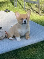 Luna, a female Pembroke Welsh Corgi for sale in Lacey, WA – 7 of 9