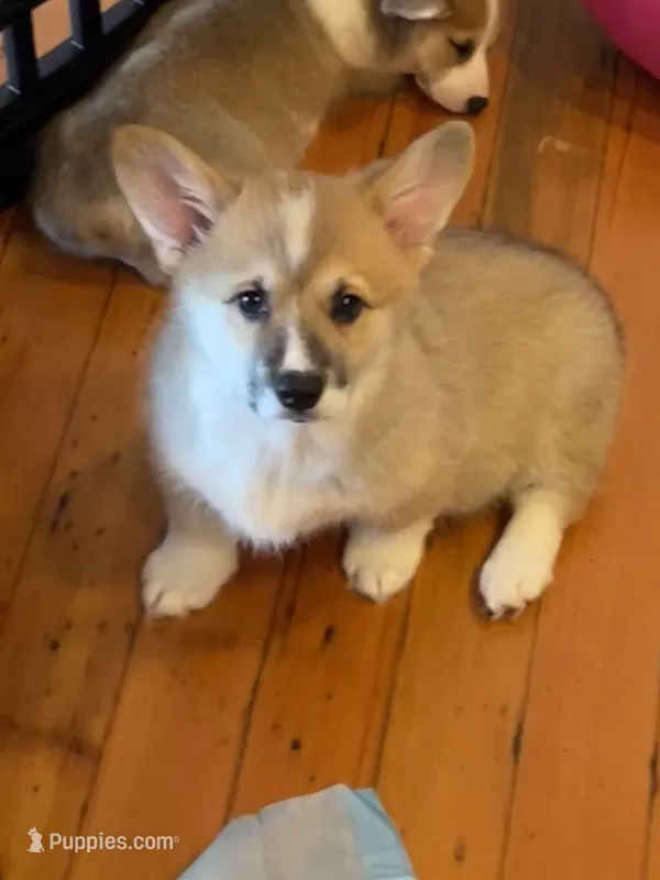 Peaches – Pembroke Welsh Corgi puppy for sale in Lacey, WA