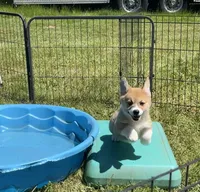 Lola, a female Pembroke Welsh Corgi for sale in Lacey, WA – 8 of 10