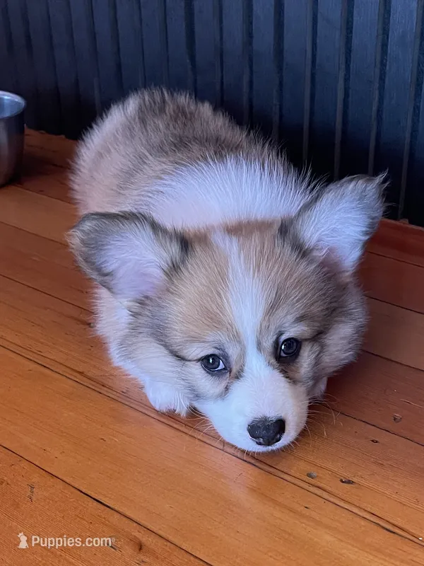 Zoey- FLUFFY – Pembroke Welsh Corgi puppy on hold in Lacey, WA