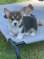 Oliver, a male Pembroke Welsh Corgi for sale in Lacey, WA – 2 of 5