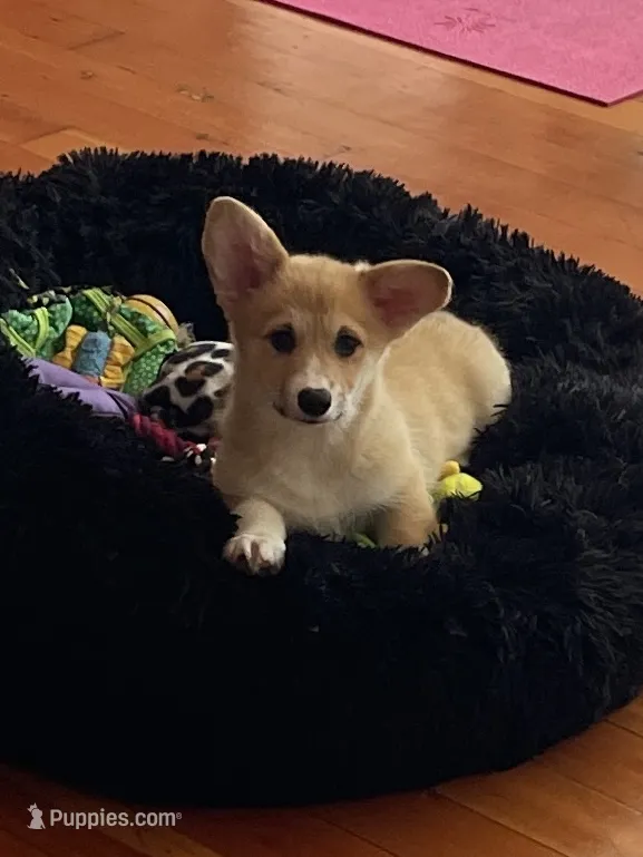Chloe – Pembroke Welsh Corgi puppy for sale in Lacey, WA