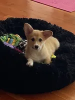 Chloe, a female Pembroke Welsh Corgi for sale in Lacey, WA – 1 of 8