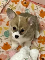 Avery, a female Pembroke Welsh Corgi for sale in Lacey, WA – 4 of 5