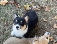 Bernard- FLUFFY, a male Pembroke Welsh Corgi for sale in Lacey, WA – 2 of 10