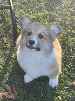 Sadie- FLUFFY, a female Pembroke Welsh Corgi for sale in Lacey, WA – 2 of 10