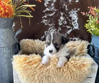Snickers- FLUFFY, a female Pembroke Welsh Corgi for sale in Lacey, WA – Photo 4 of 8