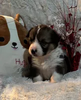 Snickers- FLUFFY, a female Pembroke Welsh Corgi for sale in Lacey, WA – Photo 7 of 8