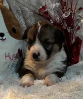 Snickers- FLUFFY, a female Pembroke Welsh Corgi for sale in Lacey, WA – Photo 5 of 8