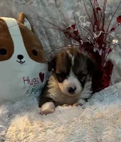 Snickers- FLUFFY, a female Pembroke Welsh Corgi for sale in Lacey, WA – Photo 8 of 8