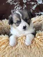 Snickers- FLUFFY, a female Pembroke Welsh Corgi for sale in Lacey, WA – Photo 2 of 8