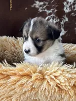 Snickers- FLUFFY, a female Pembroke Welsh Corgi for sale in Lacey, WA – Photo 3 of 8